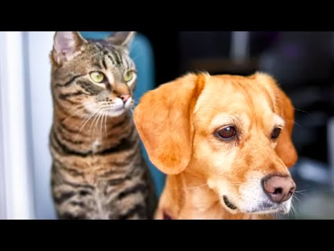 Greedy Private Equity Goons Are Killing Pets [Video]