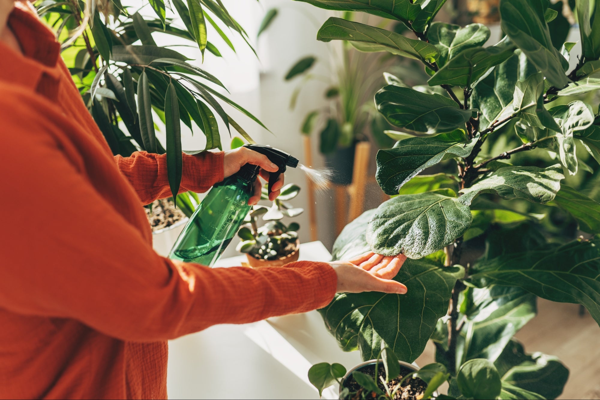 A 29-Year-Old CEO Quit Microsoft to Take Care of Plants [Video]