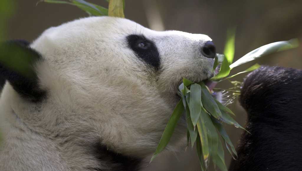 China. to send San Diego Zoo more pandas this year [Video]