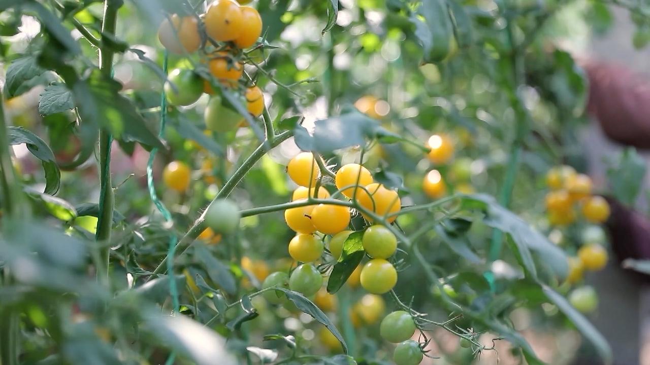 China’s ‘vegetable capital’ develops and promotes domestic seeds [Video]