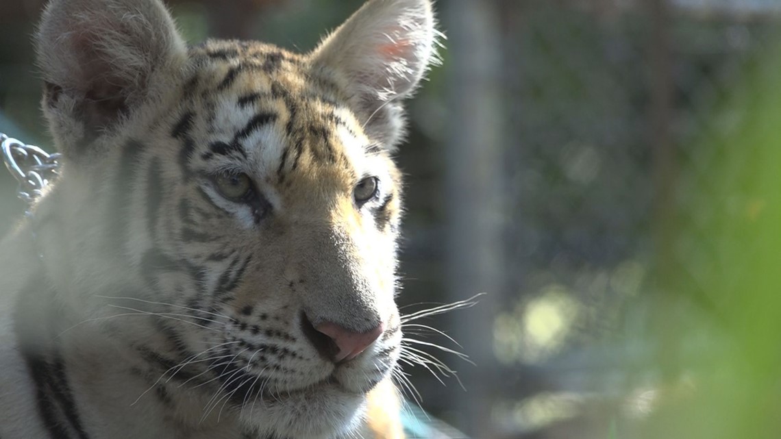 East Texas animal sanctuary ordered to become compliant [Video]