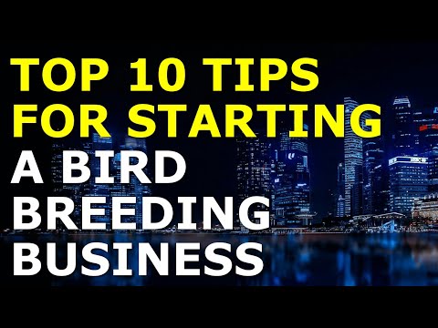 Starting a Bird Breeding Business Tips | Free Bird Breeding Business Plan Template Included [Video]