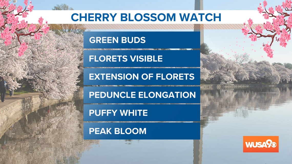 Cherry blossoms are starting to bloom in DC [Video]