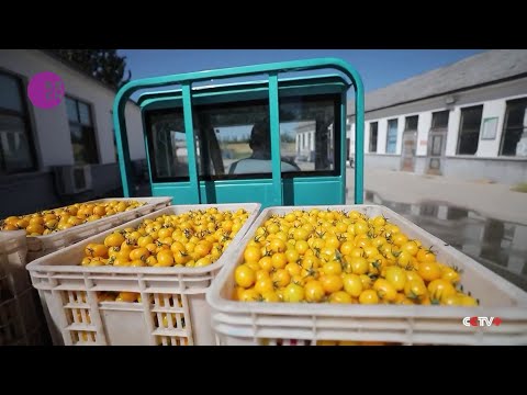 Shouguang: China’s “Vegetable Capital” Cultivates Domestic Seed Hub [Video]