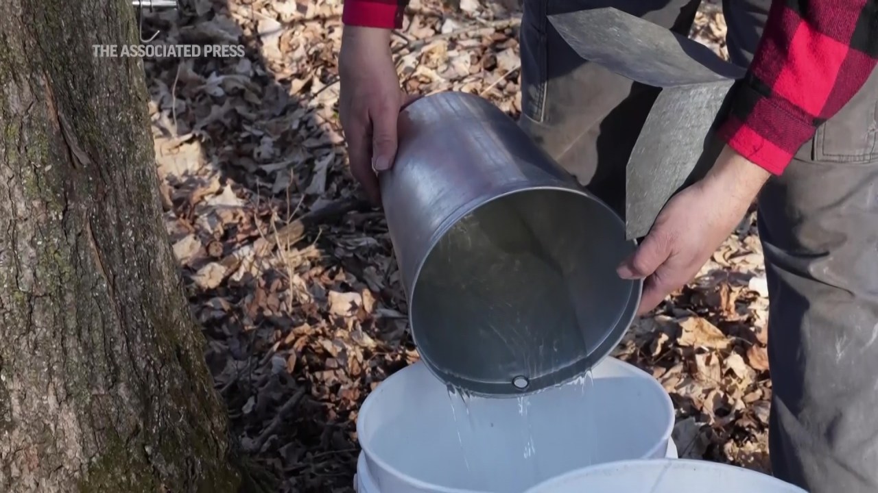 Maple syrup producer concerned earliest start ever could harm trees in the long run [Video]
