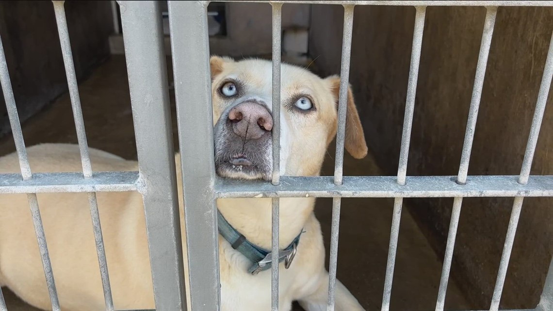 County animal shelters find creative ways to increase fostering amidst overcrowding [Video]