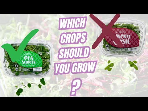 The 5 BEST Crops For Your Microgreens Business Startup [Video]