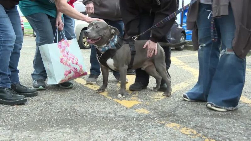 Dog that spent nearly 600 days at Ohio shelter gets limo ride to new home [Video]