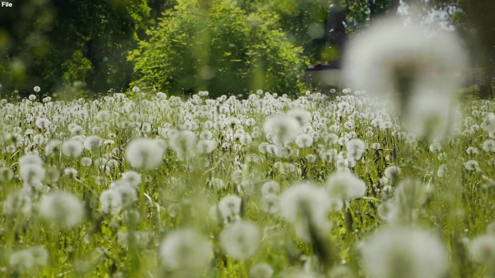 Video Climate change leading to longer, more concentrated allergy seasons [Video]