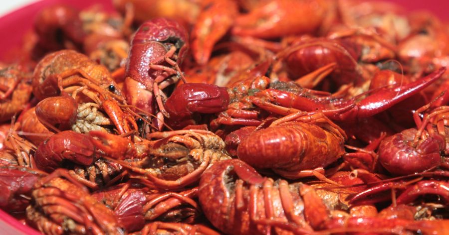 Louisiana crawfish industry gets federal U.S. disaster assistance, help to rebound after drought [Video]