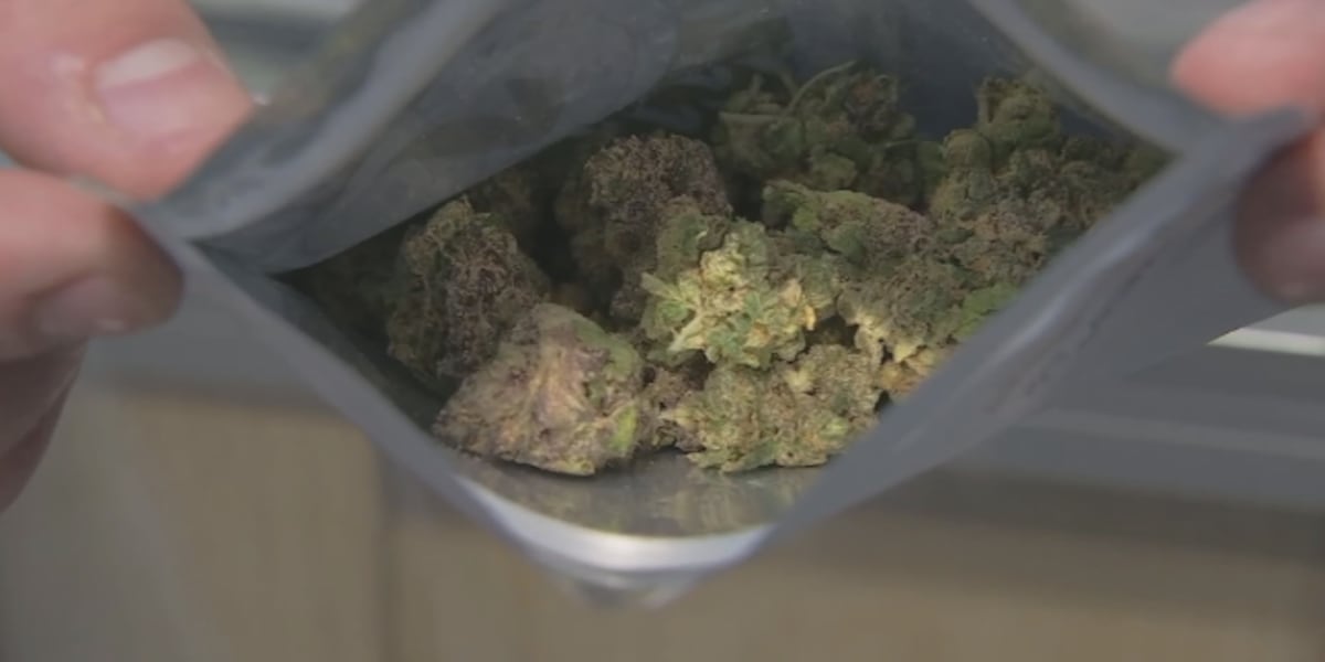 UCM to offer cannabis certificate programs to help combat high turnover in the industry [Video]