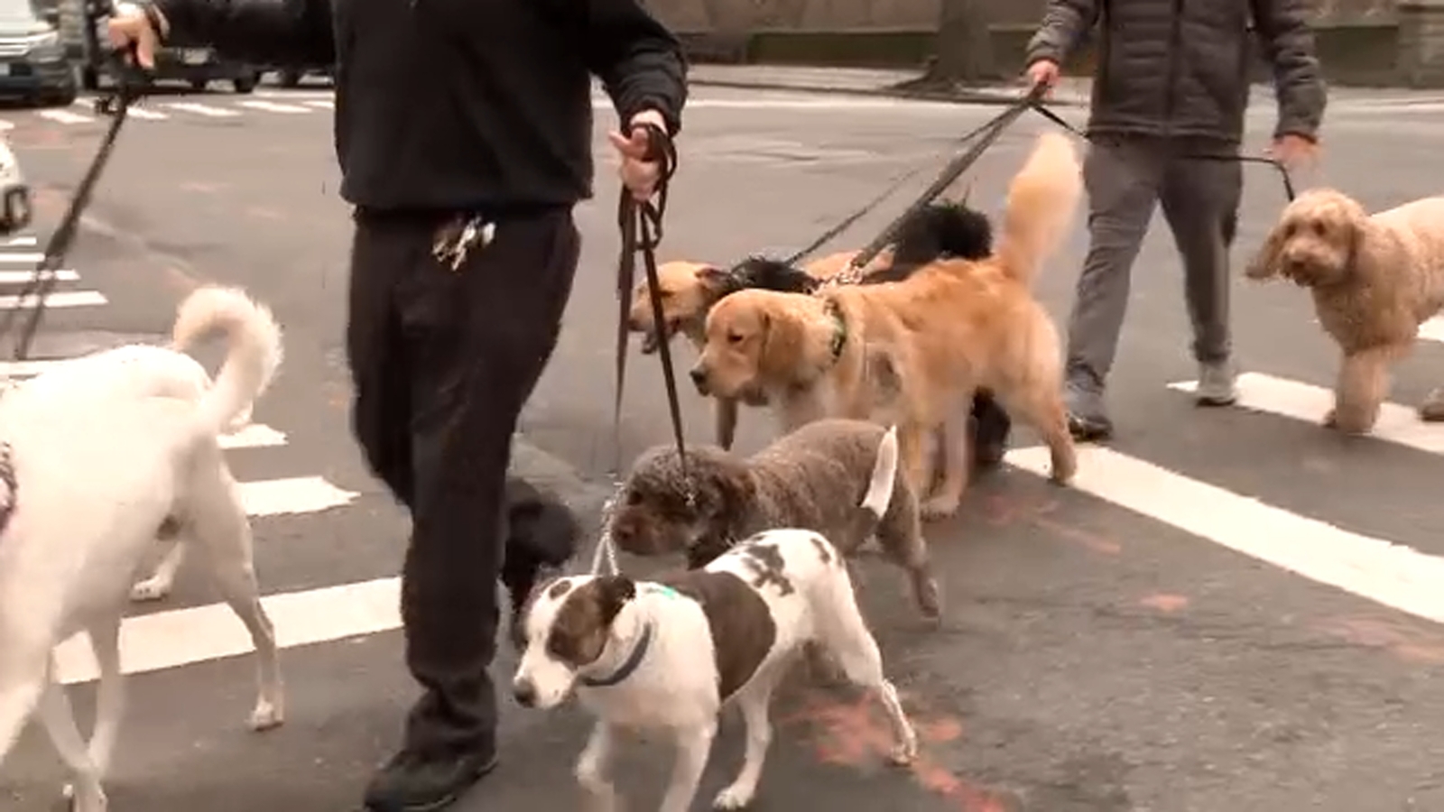 Check washing scam threatened Manhattan doggy day care | 7 On Your Side [Video]