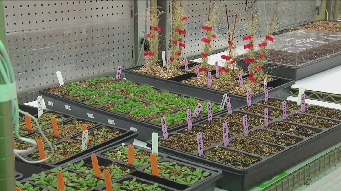 Salk Institute scientists study iron for plant health, immunity [Video]