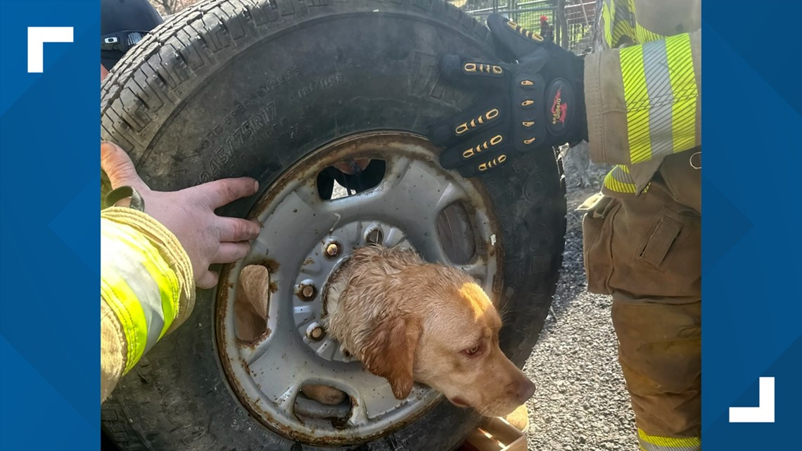 Firefighters rescue Labrador pup stuck in a spare tire [Video]