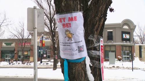 Marda Loop resident hopes petition will save trees [Video]