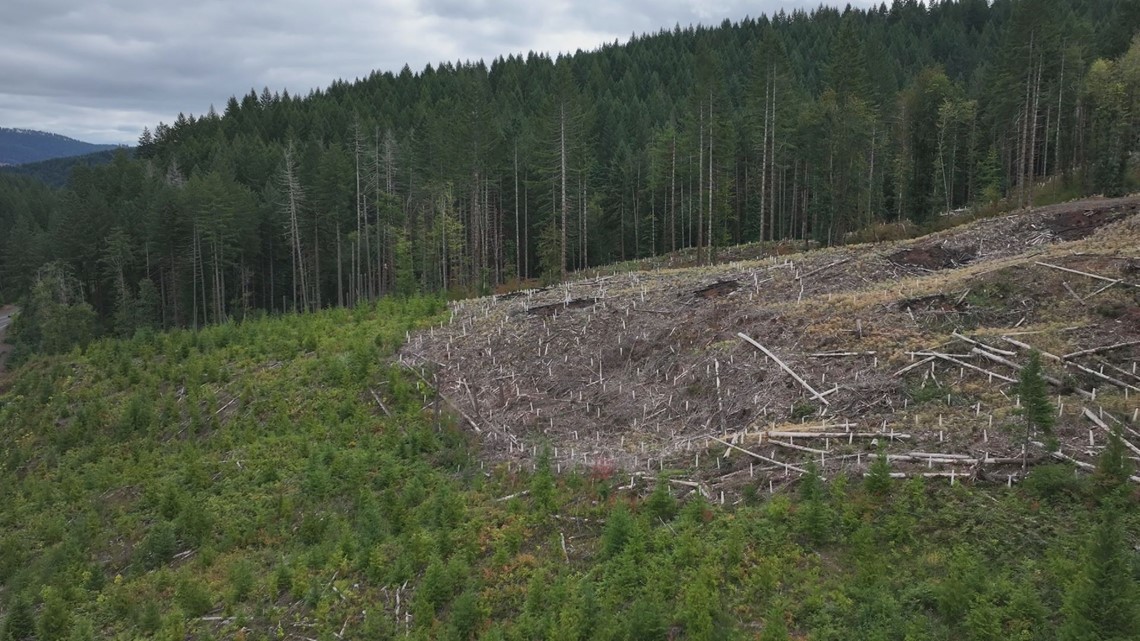 School district sues Oregon forestry agency over timber revenues [Video]