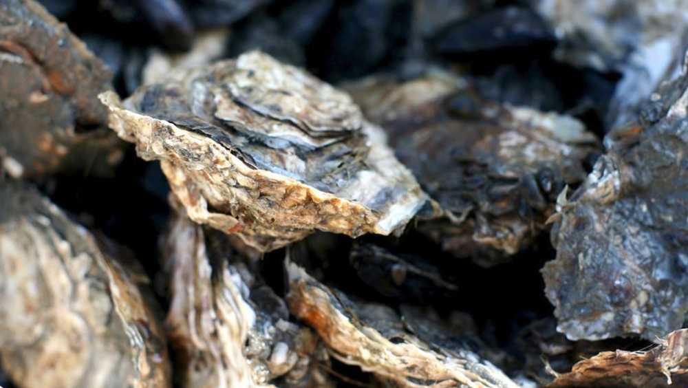 Restaurants, ReWa, DNR recycling ensures oysters get shucked [Video]