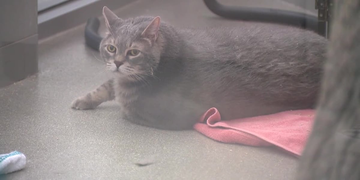 29-pound cat named Smokey starting weight loss journey [Video]