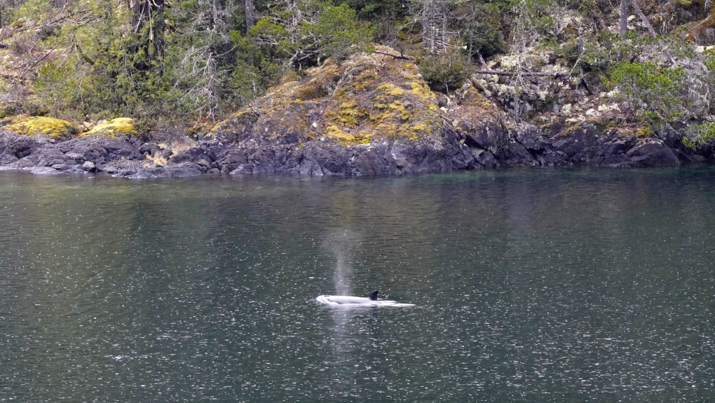 B.C. whale rescue: Team looks for improved tides this week [Video]