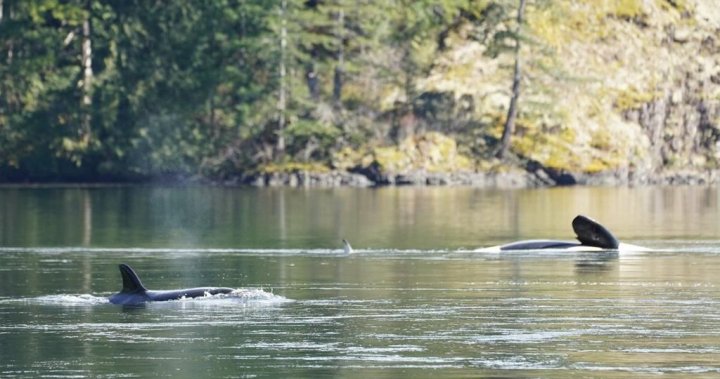 Tides expected to be more promising amid effort to save orphaned B.C. orca [Video]