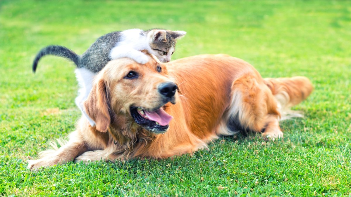 Is pet insurance worth it? Here are some alternatives  NBC 7 San Diego [Video]