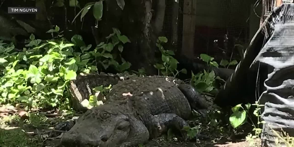 Barking dogs alert homeowner to 11-foot alligator in backyard [Video]