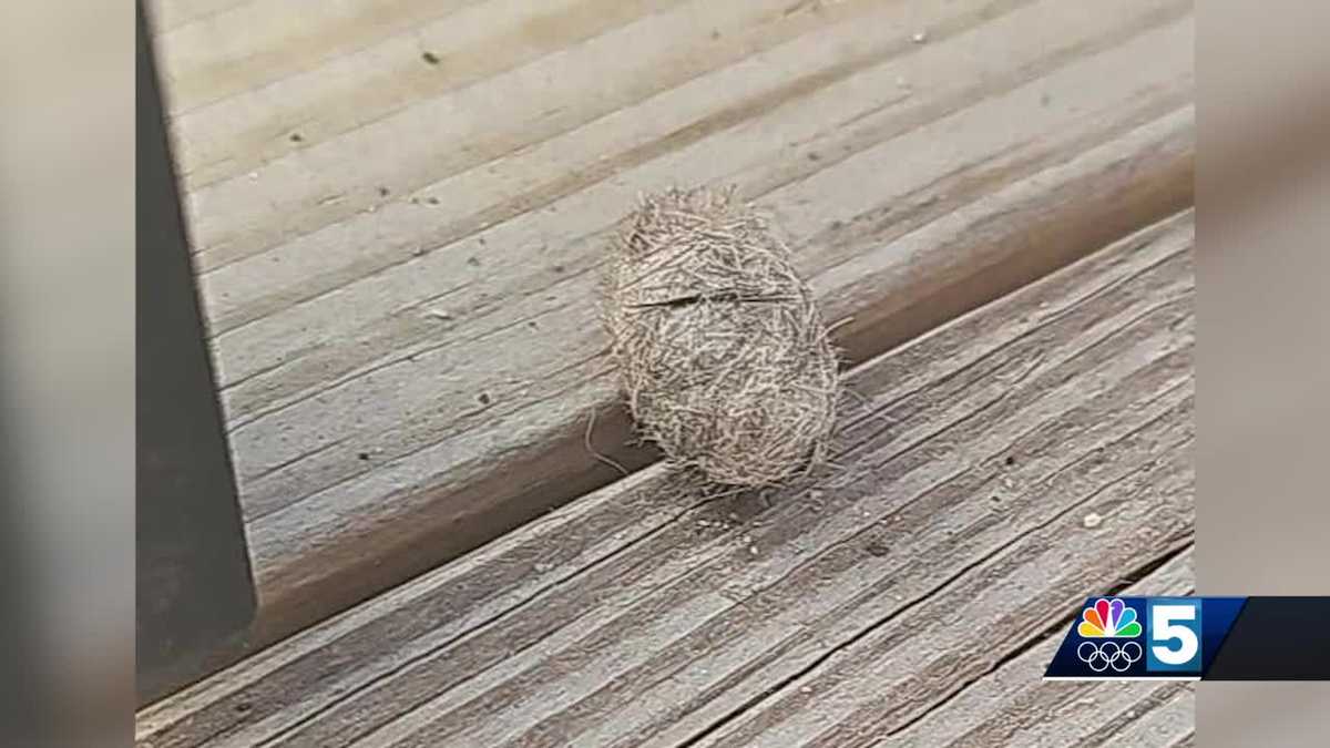 Swanton mom cautions parents after baby gets sick from touching tussock moth cocoon [Video]