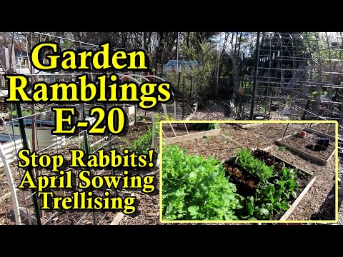 What to Direct Sow in April, Trellising, Rabbit Protection: Garden Ramblings Tips & Tour E-120 [Video]