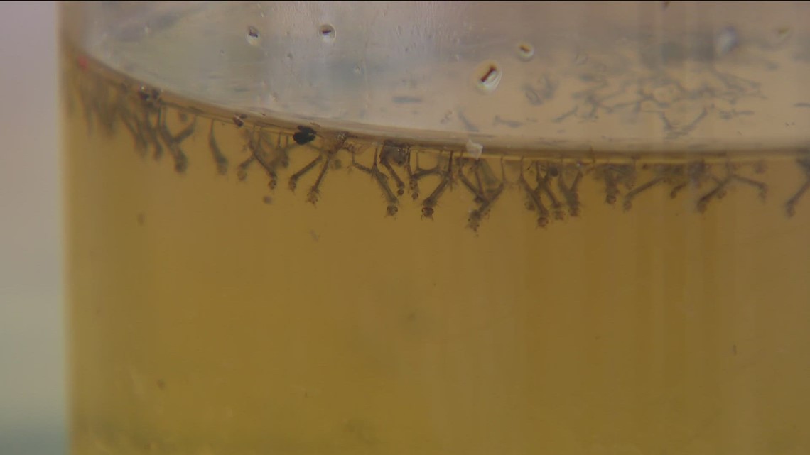 Rain, standing water create prime conditions for start of mosquito season [Video]