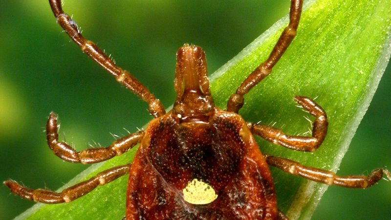 Tick season is here: Heres how to protect yourself and your pets [Video]