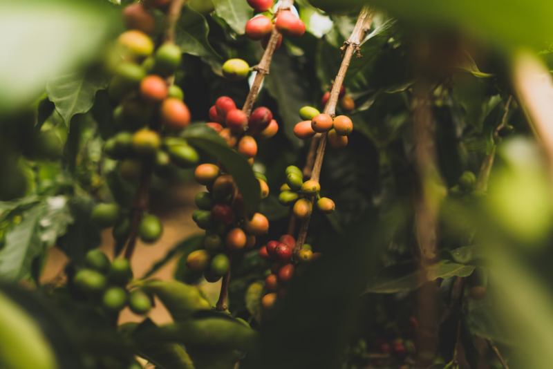 Cotierras Biochar Tech Aims to Enrich Colombias Coffee Industry [Video]