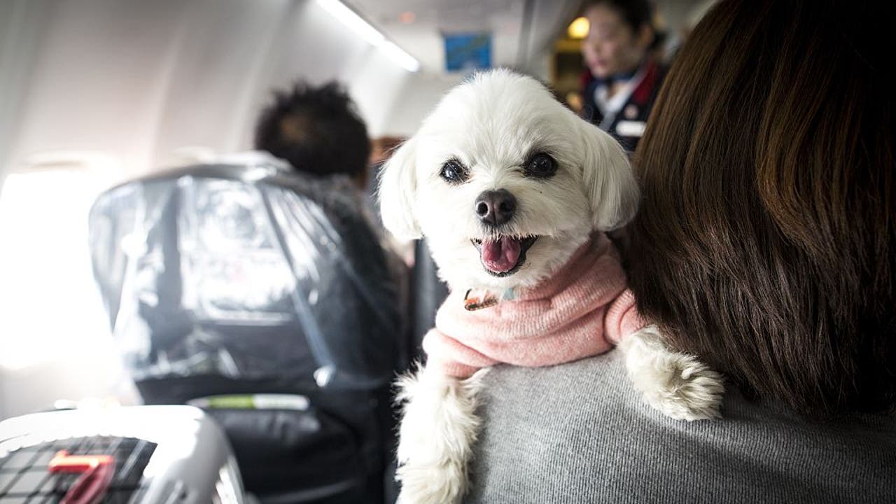 BARK Air launches luxury airline for dogs [Video]