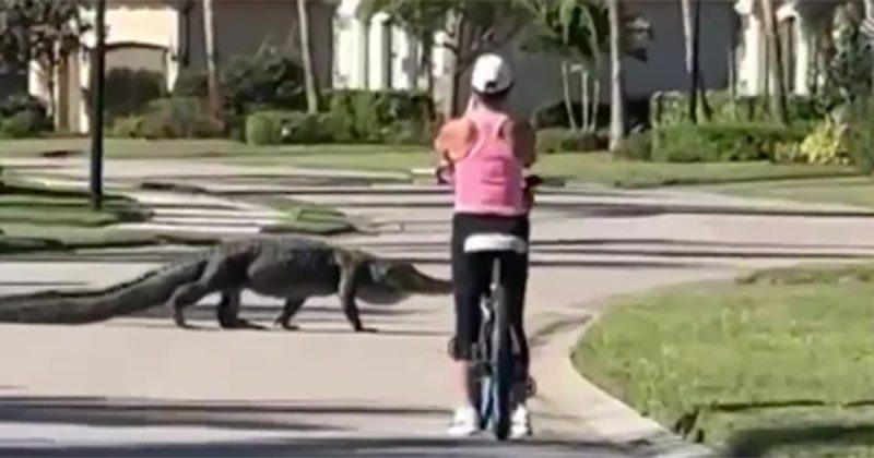 VIDEO: Massive alligator and Florida bicyclist have close encounter [Video]