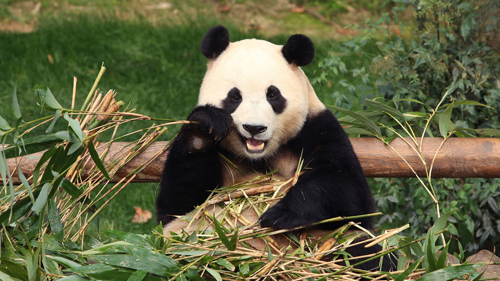 San Francisco Zoo to receive giant pandas from China, Mayor London Breed announces [Video]