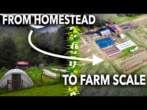 Scaling-up from Homestead to Farm Business | Roundtable w/ Cedar Chest Farm & Wild East Farm [Video]