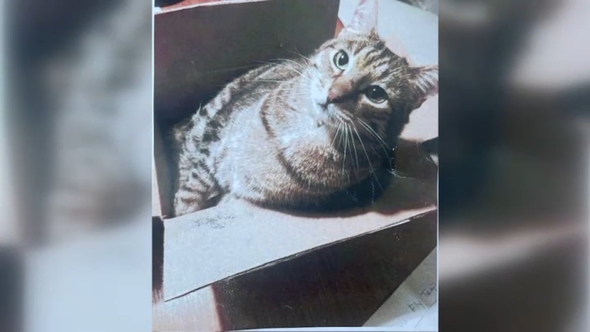 Pet parents receive cat back in bag after cremation company ghosts them  NBC 7 San Diego [Video]