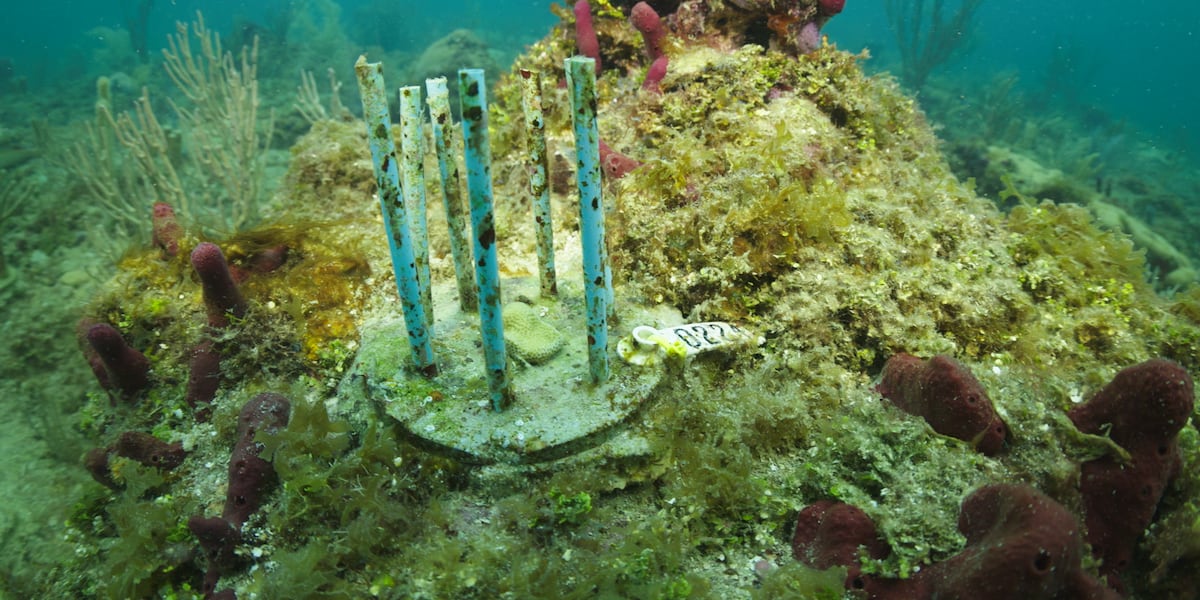 Atlanta-based company helping Florida researchers replenish coral reefs [Video]