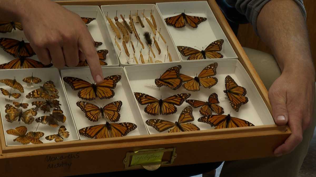 Monarch population rapidly declining due to lack of host plant [Video]