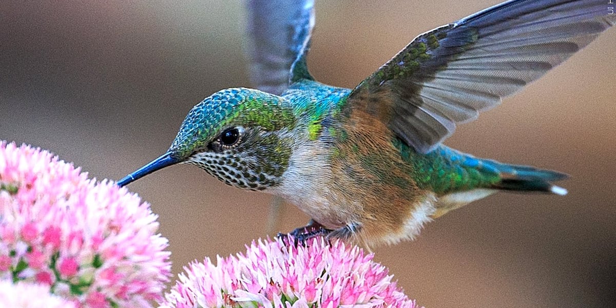 Organization tracks hummingbird sightings across the U.S., expect more hummingbirds in Colorado soon [Video]