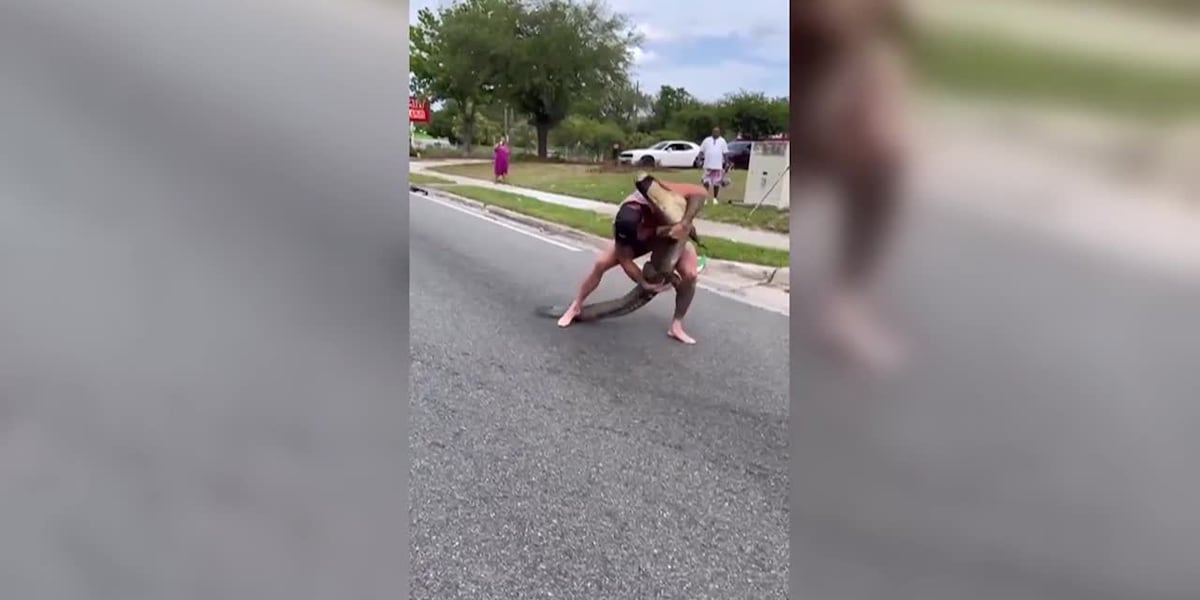 Video shows Florida man removing 8-foot alligator from busy street with his bare hands [Video]