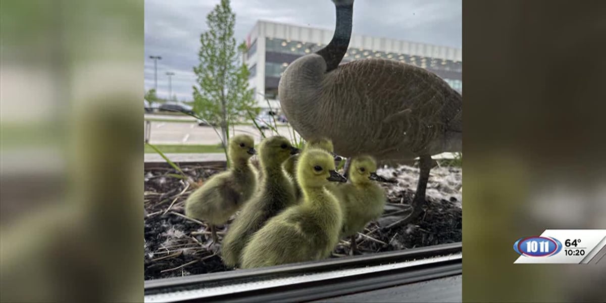 Family of geese nest in office building, wait for goslings to hatch [Video]