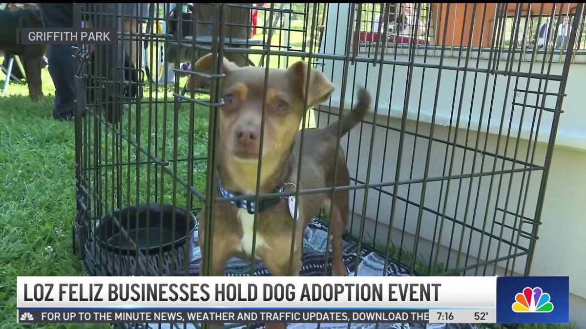 Los Feliz businesses hold dog adoption event  NBC Los Angeles [Video]