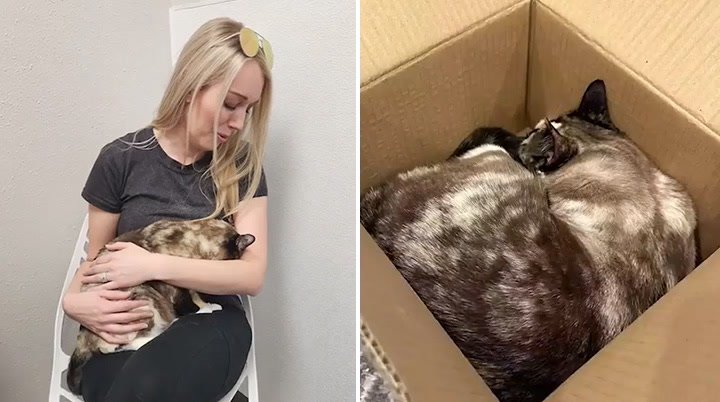 Owners accidentally ship cat hundreds of miles in Amazon box | Lifestyle [Video]