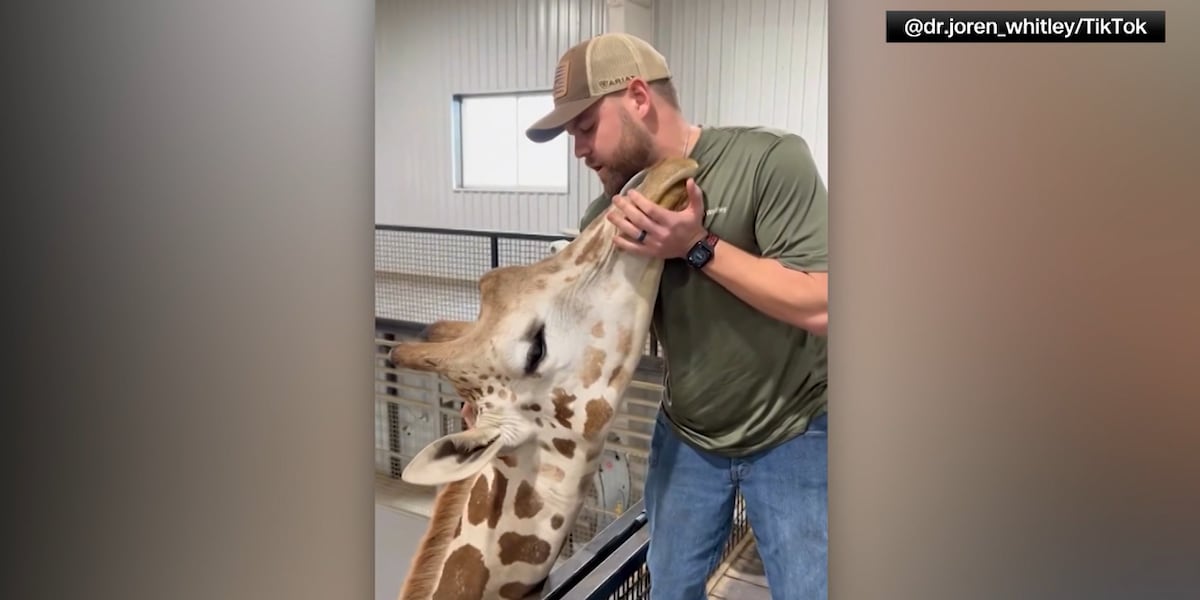 Chiropractor adjusts giraffe’s neck: ‘He absolutely loved it’ [Video]