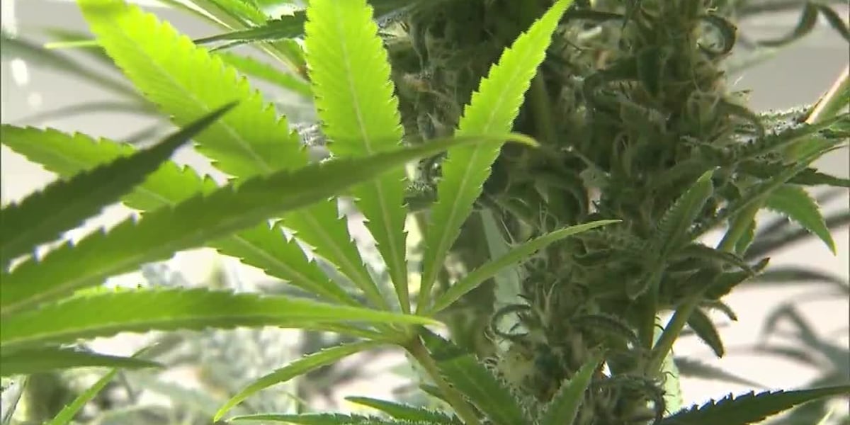 DOJ moves to loosen federal marijuana restrictions [Video]