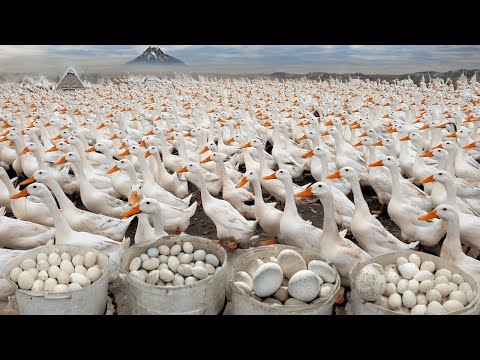 145 Days: Start a Business With a Free Range Duck Farming Model. [Video]