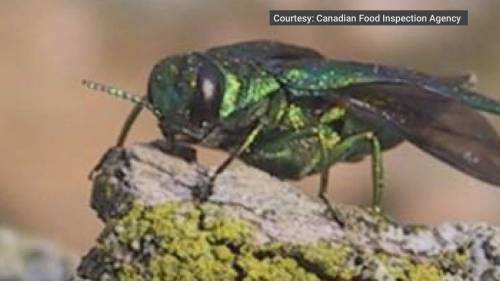 Ash tree-killing beetle surfaces in Vancouver [Video]