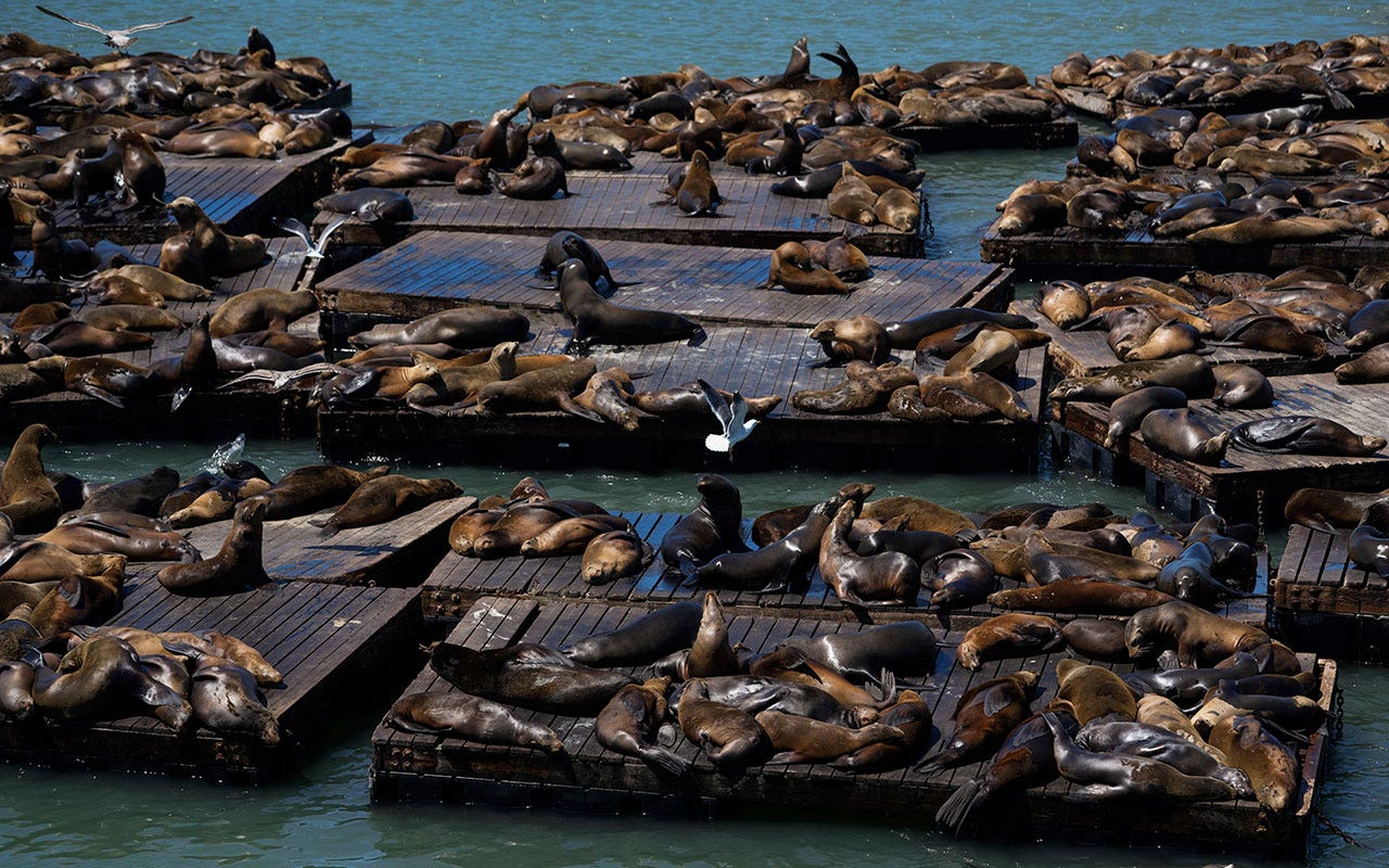 Sea lion numbers surge at popular California pier, reaching 15-year high [Video]