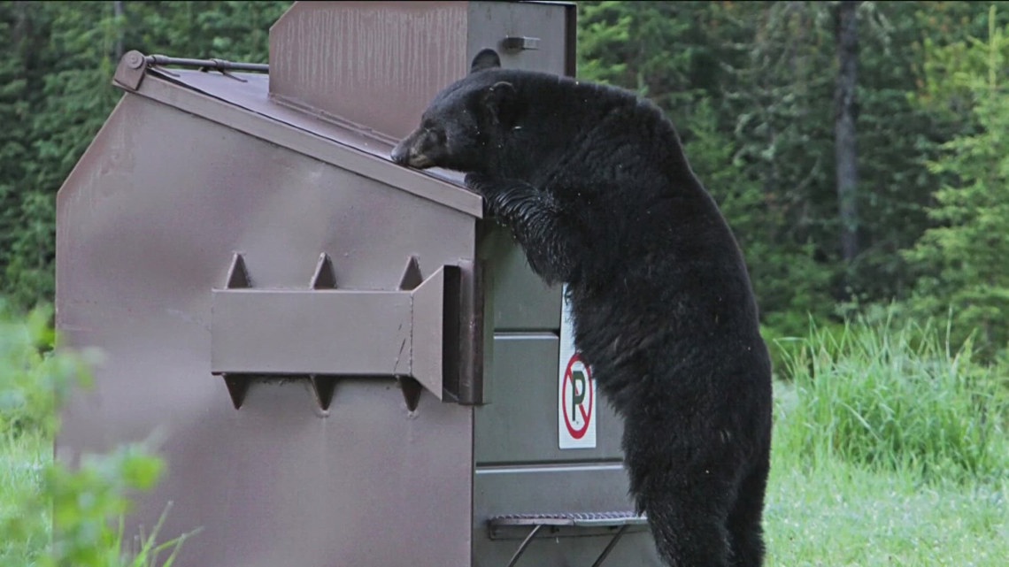 Smell the wild flowers, don’t feed the bears [Video]