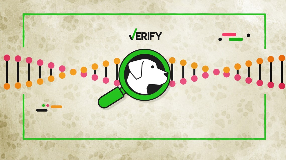 Are Dog DNA tests accurate? VERIFY looked into 3 companies [Video]